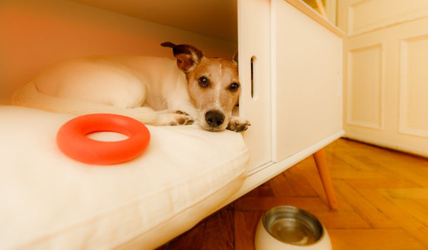 The Dangers of Toxic Molds to Pets
