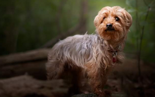 The Heartwarming Story of Noah the Yorkie