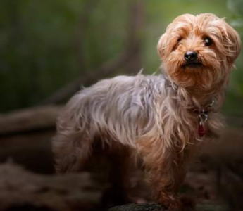 The Heartwarming Story of Noah the Yorkie