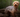 A fluffy brown Yorkshire Terrier stands in a wooded area.