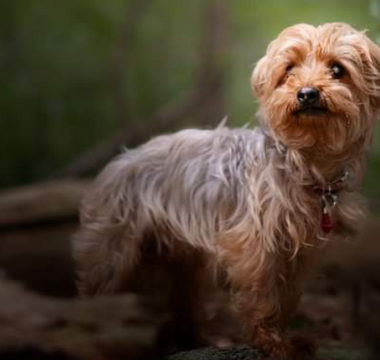A fluffy brown Yorkshire Terrier stands in a wooded area.