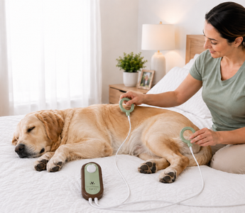 Muscle Stiffness in Dogs: Healthy Habits and the Role of PEMF