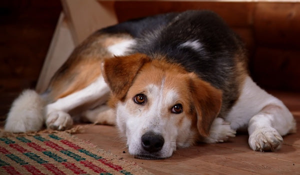 Top 10 Signs to identify your Dog is not Well