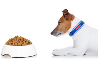 Top 10 Superfoods for Dogs