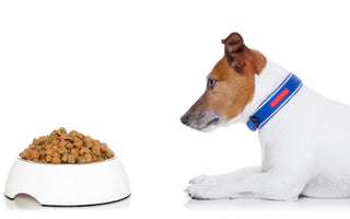 Hungry Jack Russell Terrier eyeing a bowl of dog food.