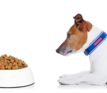 Hungry Jack Russell Terrier eyeing a bowl of dog food.