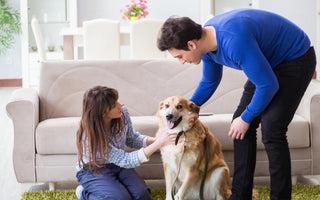 Top 10 Ways to Socialize Your Dog