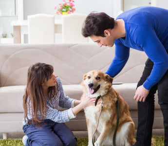 Happy couple petting their golden retriever dog in their living room.