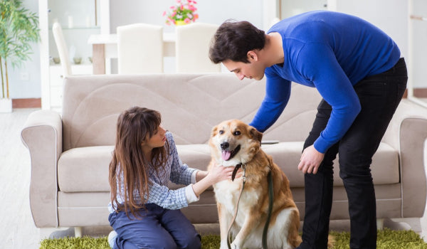 Top 10 Ways to Socialize Your Dog