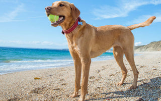 Top 3 games to play with your dog