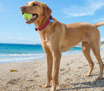 Golden Labrador Retriever on beach, holding tennis ball