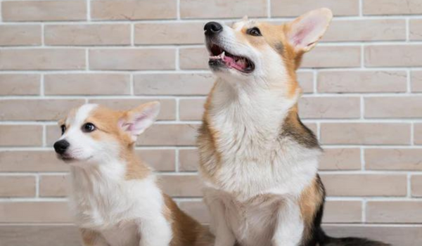 Top 7 Reasons Why Your Dog Stares At You