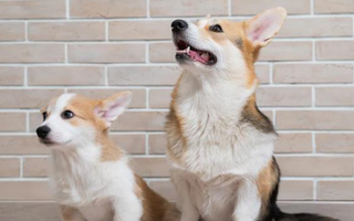 Adult and puppy Pembroke Welsh Corgis sitting together.