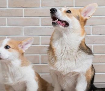 Adult and puppy Pembroke Welsh Corgis sitting together.