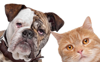 Trivia about Dogs and Cats: 10 Exciting Facts about your Pet
