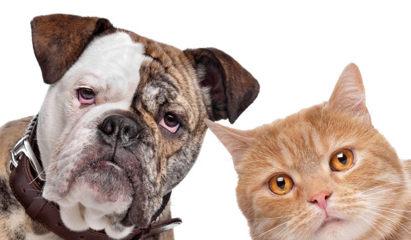 Trivia about Dogs and Cats: 10 Exciting Facts about your Pet