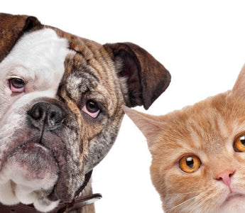 English Bulldog and ginger cat looking at camera, trivia facts about pets.