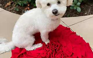 The Benefits of Snuffle Mats for Dogs