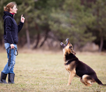 Struggling With Dog Training? Here’s What Actually Works