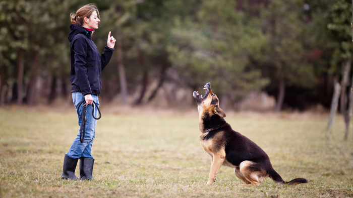 Struggling With Dog Training? Here’s What Actually Works