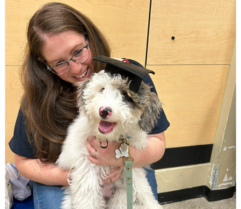 Meet Mochi: The Mini Sheepadoodle Puppy Spreading Joy on Every Walk