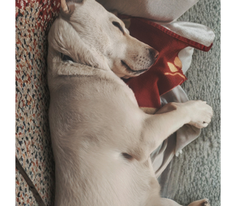 Kanchi: The Rescue Dog Who Stole Our Hearts