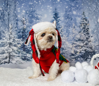 Meet Lily: The 17-Year-Old Shih Tzu Who Still Does Zoomies