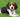 Finding Comfort After Losing a Beloved Pet