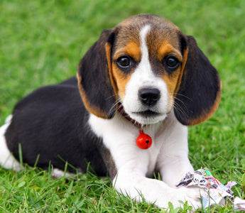 Finding Comfort After Losing a Beloved Pet