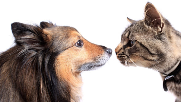 Why do Dogs and Cats Fight?