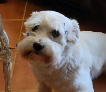 Adorable white West Highland White Terrier with blue flowers on its fur