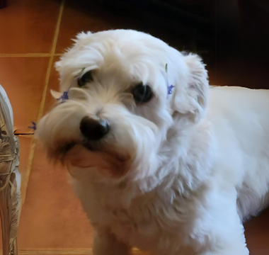 Adorable white West Highland White Terrier with blue flowers on its fur