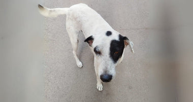 Friendly black and white dog looking up