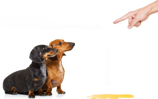 5 Effective ways to Potty Train a Dog