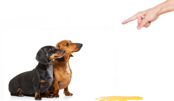 5 Effective ways to Potty Train a Dog