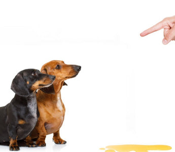 Two Dachshunds look towards a puddle of urine; a hand points at the mess.