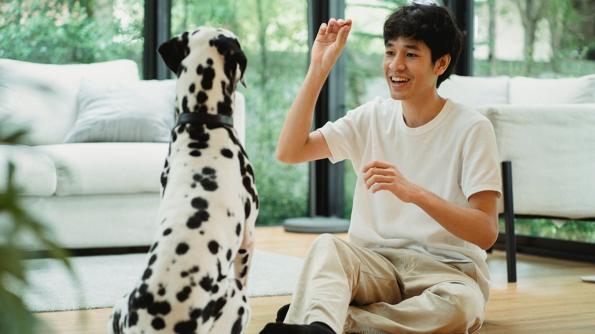 Why Dog Routine Matters: Understanding The Comfort Of Predictability