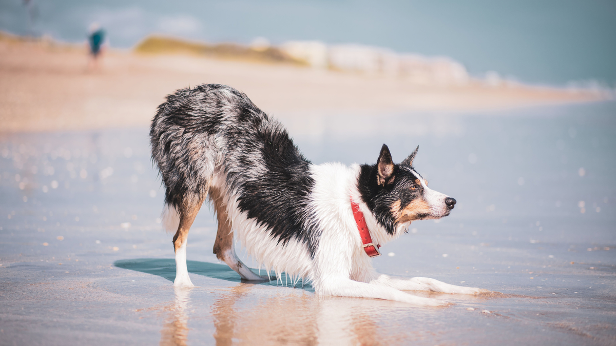PEMF for Dogs With Muscle Soreness: What to Know