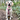 White dog with a pink harness sitting on a forest path