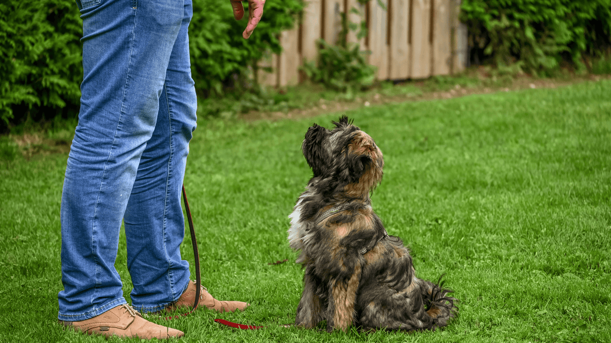 Is Your Behavior Affecting Your Dog? 6 Training Habits to Check