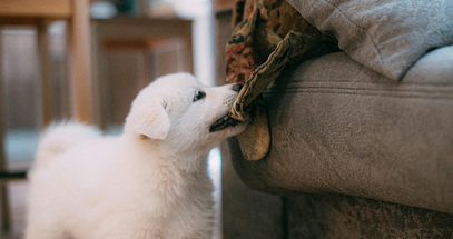 White dog playing with a chew toy on a couch