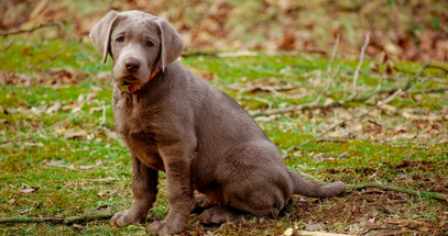 Gray dog sitting on a grassy field with fallen leaves