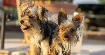 Two small dogs standing close to each other outdoors.