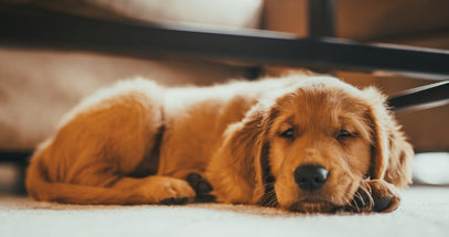 Golden puppy lying on a carpeted floor with a blurred background