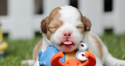 Puppy playing with a toy outdoors