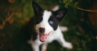 Black and white dog with blue eyes in a forest setting