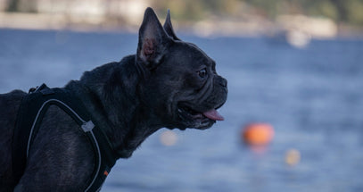 Dog by a body of water with a blurred background