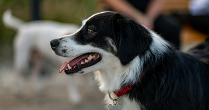 Black and white dog with a red collar looking to the side, blurred background