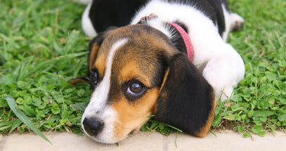 Puppy with a pink collar lying on grass