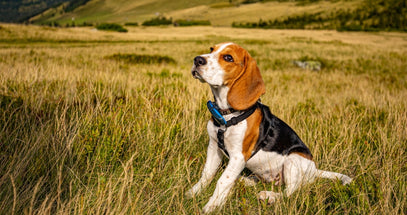 Beagle dog sitting in a grassy field with mountains in the background